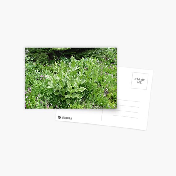 Corn Lillies Postcard