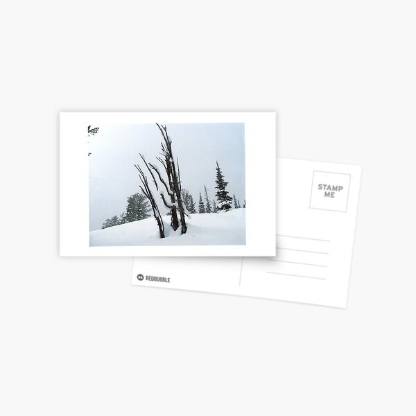 Snow Field Postcard