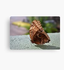 Brown Canvas Print