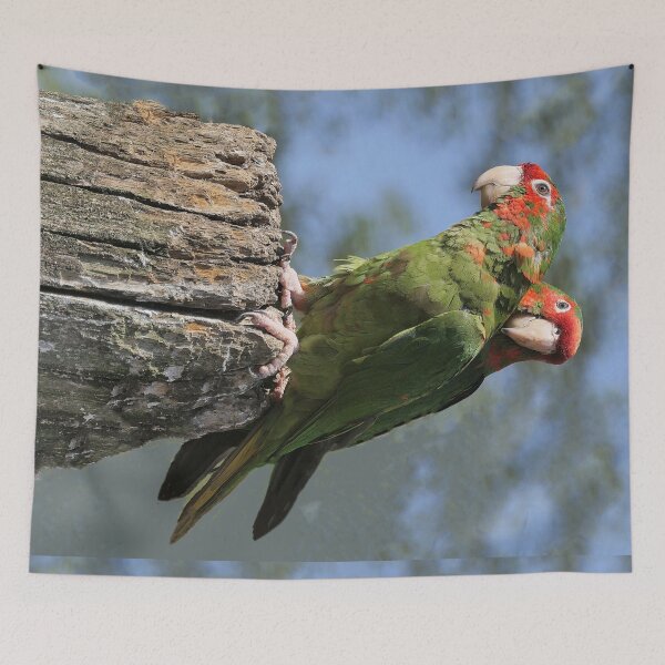 Item preview, r2395/ perroquet : Conure mitrée  2020 par Okaio Créations - Olavia-Olao    designed and sold by o.okaïo.