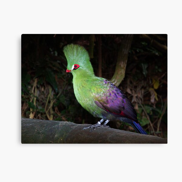 Buffoni Green Turaco (Tauraco persa buffoni) Canvas Print