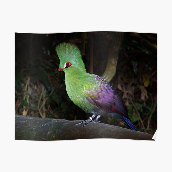 Buffoni Green Turaco (Tauraco persa buffoni) Poster