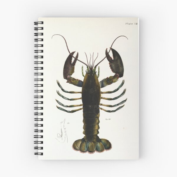 Item preview, Antique crustacean print - Homarus americanus (The American lobster) designed and sold by Gardenlibrary.