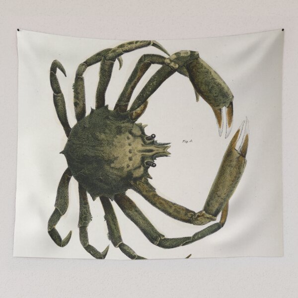 Item preview, Antique crustacean print - Libinia canaliculata (Spider crab) designed and sold by Gardenlibrary.