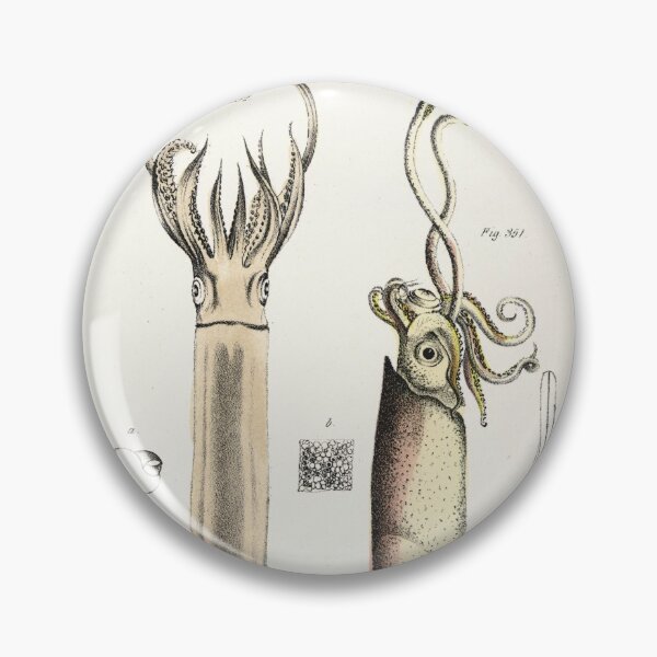 Item preview, Antique mollusk print - Loligo brevipinna (Atlantic brief squid) designed and sold by Gardenlibrary.