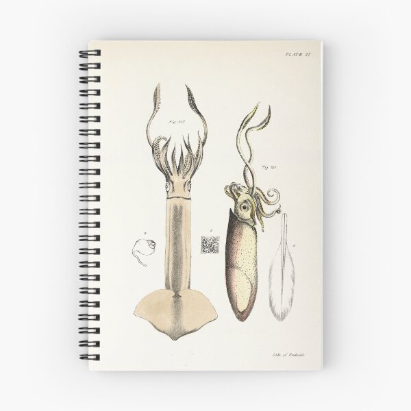 Item preview, Antique mollusk print - Loligo brevipinna (Atlantic brief squid) designed and sold by Gardenlibrary.