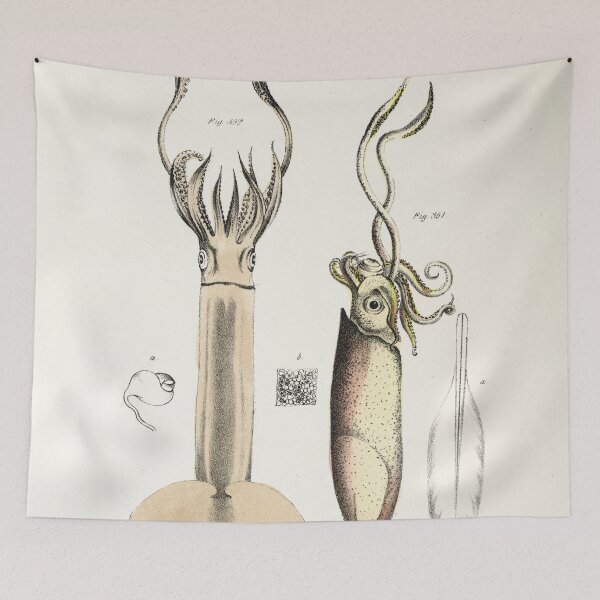 Item preview, Antique mollusk print - Loligo brevipinna (Atlantic brief squid) designed and sold by Gardenlibrary.