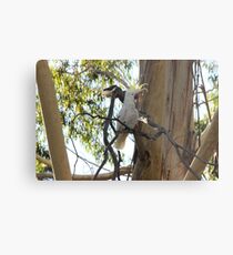 Sulphur, show your crest Metal Print