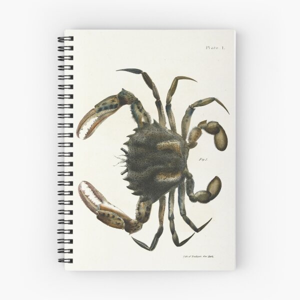 Item preview, Antique crustacean print - Platyonichus ocellatus (Lady crab) designed and sold by Gardenlibrary.