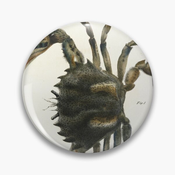 Item preview, Antique crustacean print - Platyonichus ocellatus (Lady crab) designed and sold by Gardenlibrary.