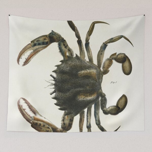 Item preview, Antique crustacean print - Platyonichus ocellatus (Lady crab) designed and sold by Gardenlibrary.