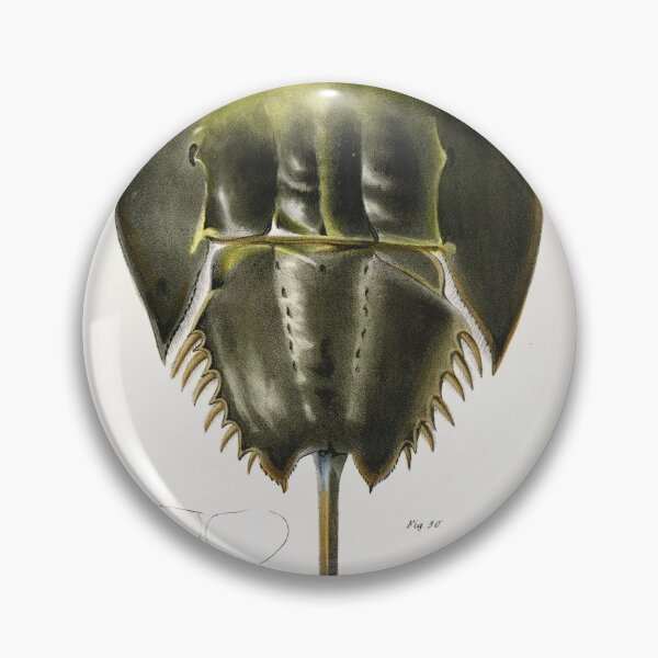 Item preview, Antique crustacean print - polyphemus occidentalis (Atlantic horseshoe crab) designed and sold by Gardenlibrary.
