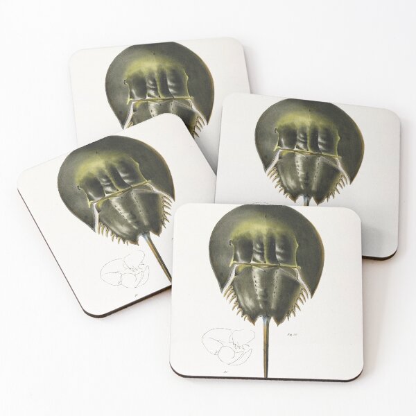 Item preview, Antique crustacean print - polyphemus occidentalis (Atlantic horseshoe crab) designed and sold by Gardenlibrary.