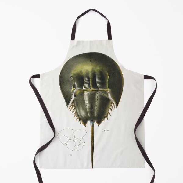 Item preview, Antique crustacean print - polyphemus occidentalis (Atlantic horseshoe crab) designed and sold by Gardenlibrary.