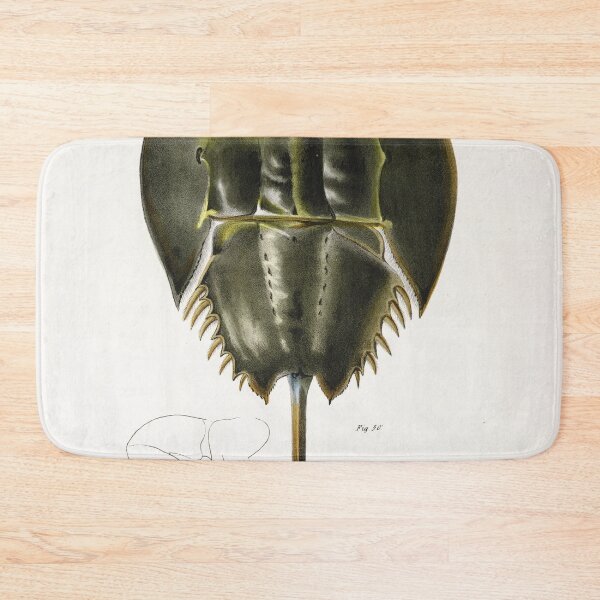 Item preview, Antique crustacean print - polyphemus occidentalis (Atlantic horseshoe crab) designed and sold by Gardenlibrary.