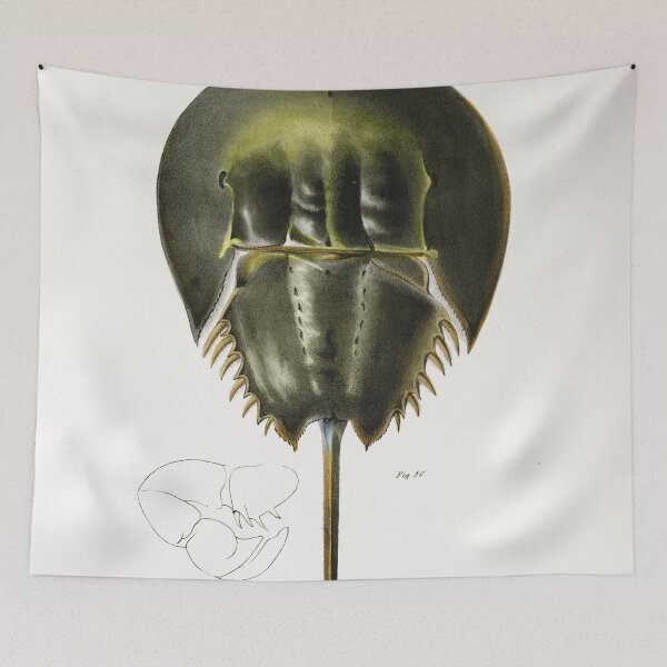 Item preview, Antique crustacean print - polyphemus occidentalis (Atlantic horseshoe crab) designed and sold by Gardenlibrary.