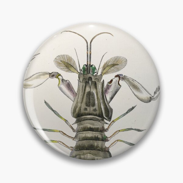 Item preview, Antique crustacean print - Squilla empusa (The mantis shrimp) designed and sold by Gardenlibrary.