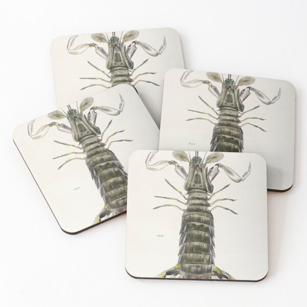 Item preview, Antique crustacean print - Squilla empusa (The mantis shrimp) designed and sold by Gardenlibrary.