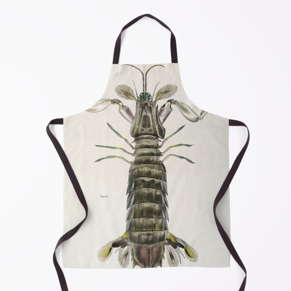 Item preview, Antique crustacean print - Squilla empusa (The mantis shrimp) designed and sold by Gardenlibrary.