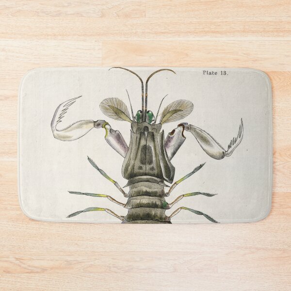 Item preview, Antique crustacean print - Squilla empusa (The mantis shrimp) designed and sold by Gardenlibrary.