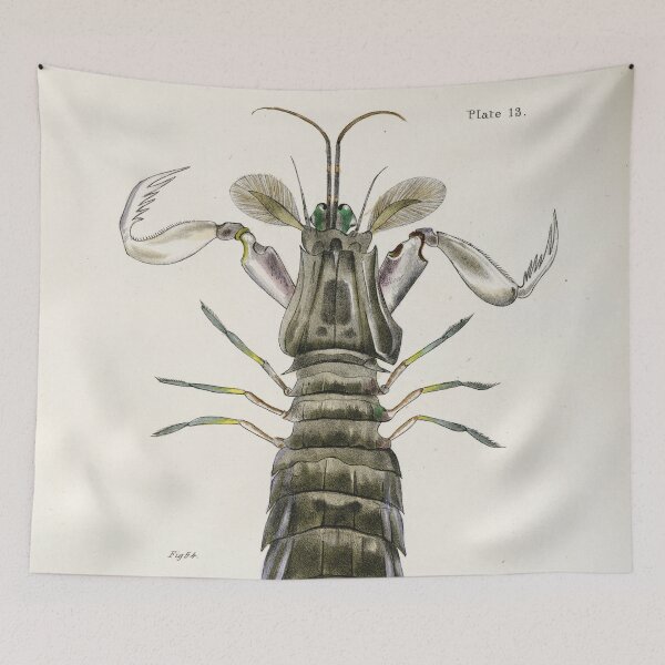Item preview, Antique crustacean print - Squilla empusa (The mantis shrimp) designed and sold by Gardenlibrary.