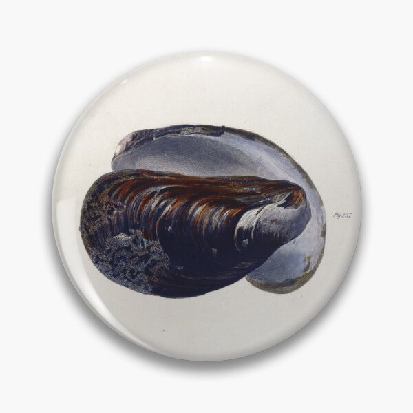 Item preview, Antique mollusk print - mytilus pellucidus (The Blue mussel) designed and sold by Gardenlibrary.