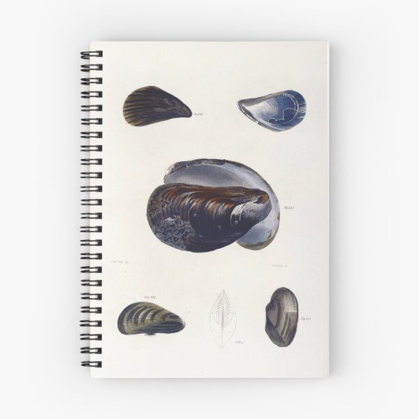 Item preview, Antique mollusk print - mytilus pellucidus (The Blue mussel) designed and sold by Gardenlibrary.