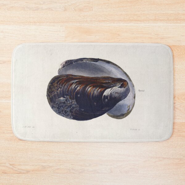 Item preview, Antique mollusk print - mytilus pellucidus (The Blue mussel) designed and sold by Gardenlibrary.