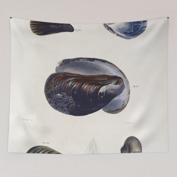 Item preview, Antique mollusk print - mytilus pellucidus (The Blue mussel) designed and sold by Gardenlibrary.