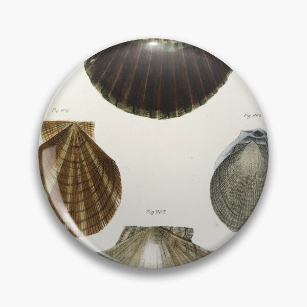 Item preview, Antique mollusk print - Pecten concentricus (Bay scallop) designed and sold by Gardenlibrary.