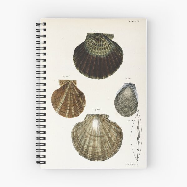 Item preview, Antique mollusk print - Pecten concentricus (Bay scallop) designed and sold by Gardenlibrary.