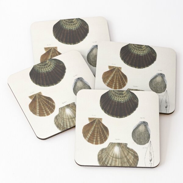 Item preview, Antique mollusk print - Pecten concentricus (Bay scallop) designed and sold by Gardenlibrary.