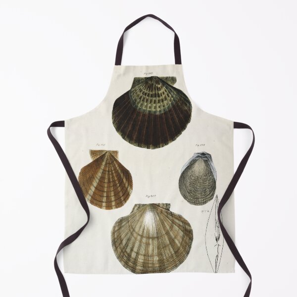 Item preview, Antique mollusk print - Pecten concentricus (Bay scallop) designed and sold by Gardenlibrary.