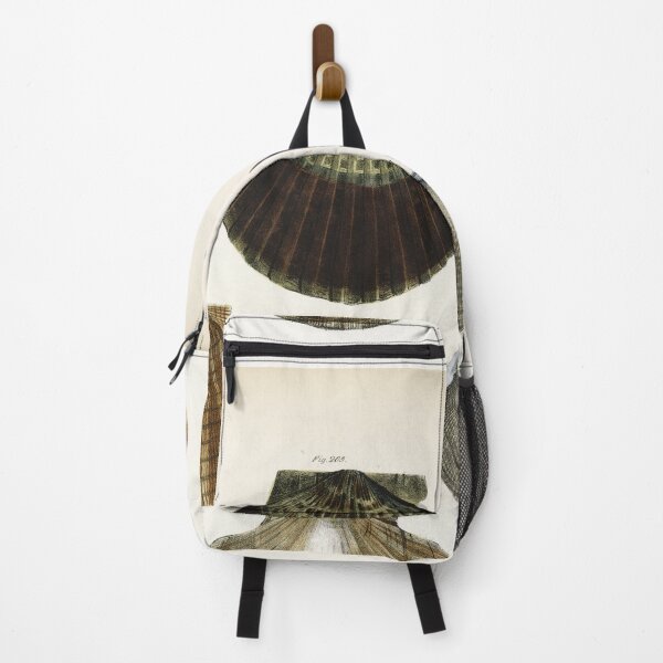 Item preview, Antique mollusk print - Pecten concentricus (Bay scallop) designed and sold by Gardenlibrary.