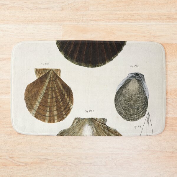 Item preview, Antique mollusk print - Pecten concentricus (Bay scallop) designed and sold by Gardenlibrary.