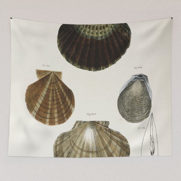 Item preview, Antique mollusk print - Pecten concentricus (Bay scallop) designed and sold by Gardenlibrary.