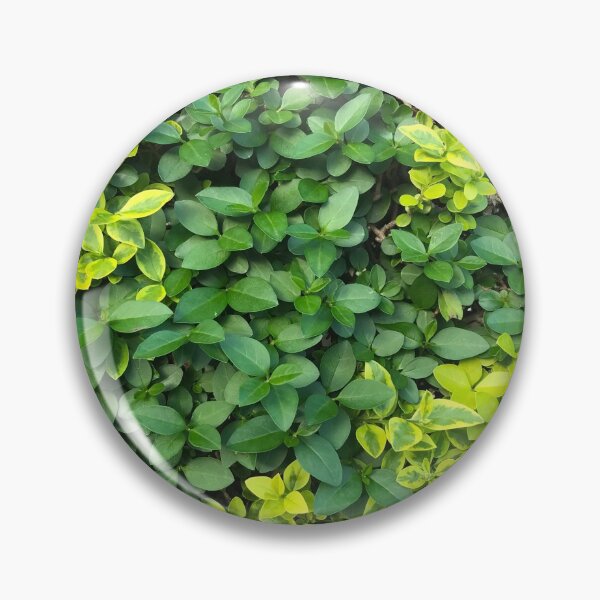 Artikelvorschau, Box Hedge entworfen und verkauft von PaolinoDesigns.