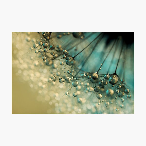 Delicious Dandy Drops Photographic Print