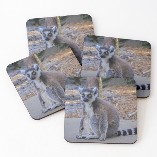 Item preview, Lemur at the Melbourne Zoo designed and sold by Steven Jodoin.