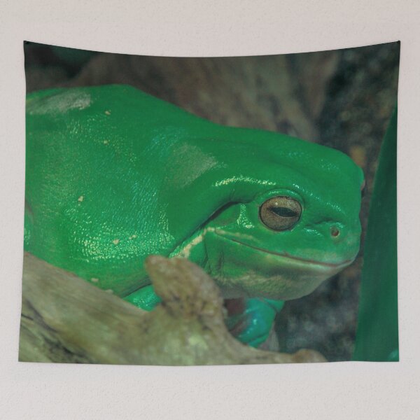 Item preview, Green Tree Frog at the Melbourne Zoo designed and sold by Steven Jodoin.