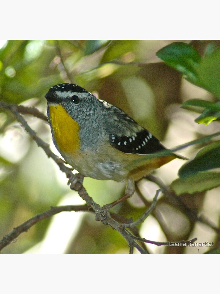 Thumbnail 3 of 3, Photographic Print, PARDALOTE ~ Spotted Pardalote jX9TCvbM by David Irwin designed and sold by tasmanianartist.