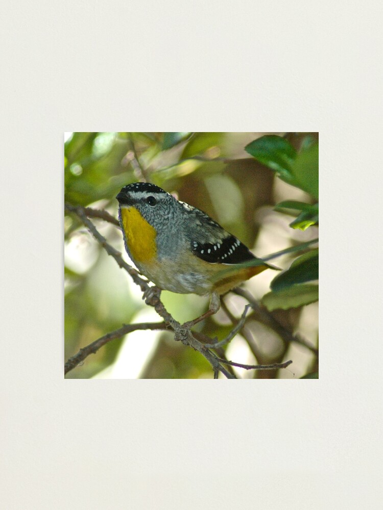 Thumbnail 2 of 3, Photographic Print, PARDALOTE ~ Spotted Pardalote jX9TCvbM by David Irwin designed and sold by tasmanianartist.