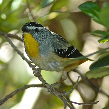 Artwork thumbnail, PARDALOTE ~ Spotted Pardalote jX9TCvbM by David Irwin by tasmanianartist