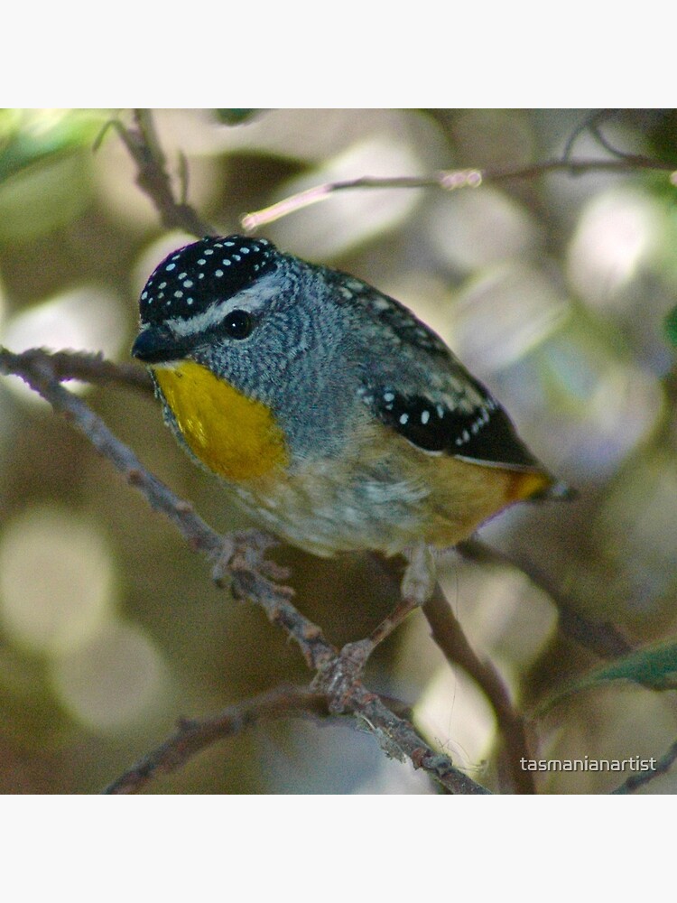 Thumbnail 3 of 3, Photographic Print, PARDALOTE ~ Spotted Pardalote SPwirodf by David Irwin designed and sold by tasmanianartist.