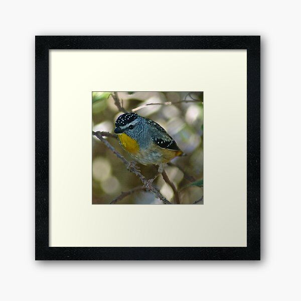 Spotted Pardalote Framed Art Print