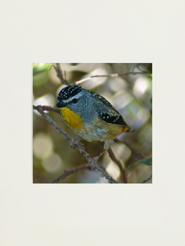 Thumbnail 2 of 3, Photographic Print, PARDALOTE ~ Spotted Pardalote SPwirodf by David Irwin designed and sold by tasmanianartist.