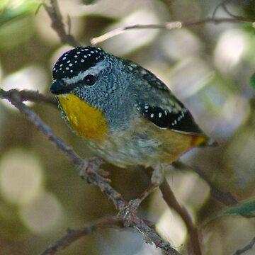 Artwork thumbnail, PARDALOTE ~ Spotted Pardalote SPwirodf by David Irwin by tasmanianartist