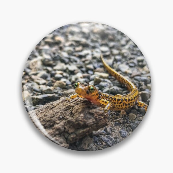 Item preview, long tailed sally salamander designed and sold by laceyyyann34.