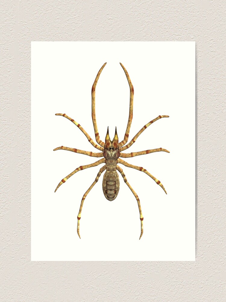Printable American Spiders tab vintage natural history illustration poster