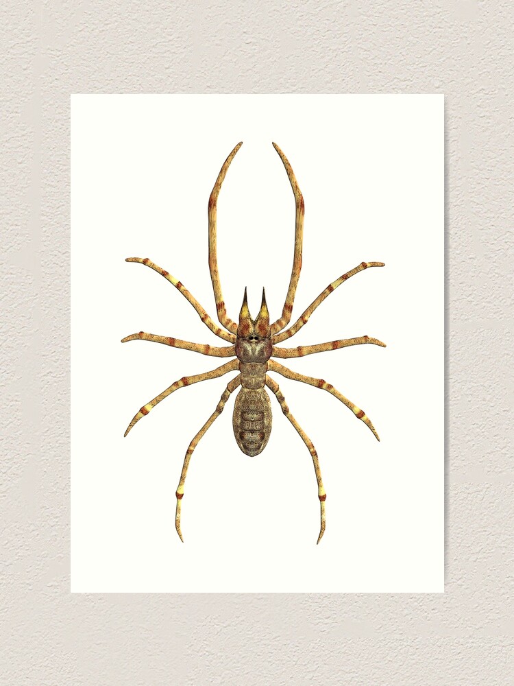 American Spiders Tab Vintage Natural History Illustration 